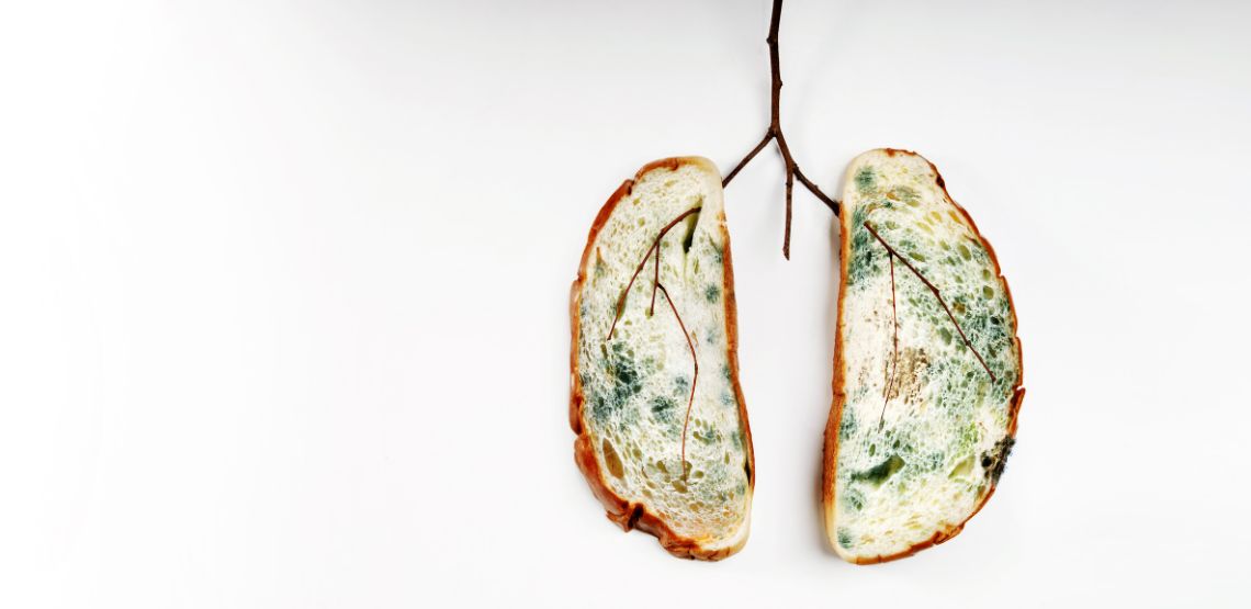 Two pieces of moldy bread laid out to look like a set of lungs.